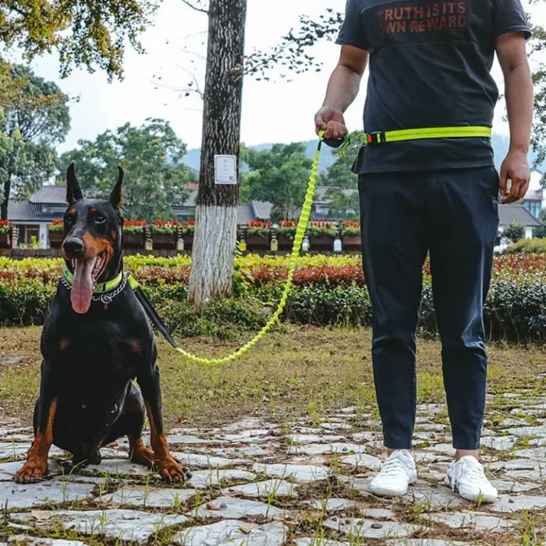 Correa elástica ajustable para paseos cómodos 🌱